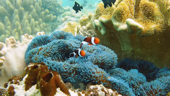 Sea Anemone and Clown Fish