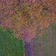 Bird's Eye View of Neat Row of Trees on a Farm's Farmfields Aerial Shot with a Drone - VideoHive Item for Sale