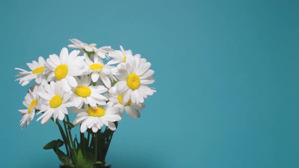 Rotating Dolly Shot Bouquet of Matricaria Flowers