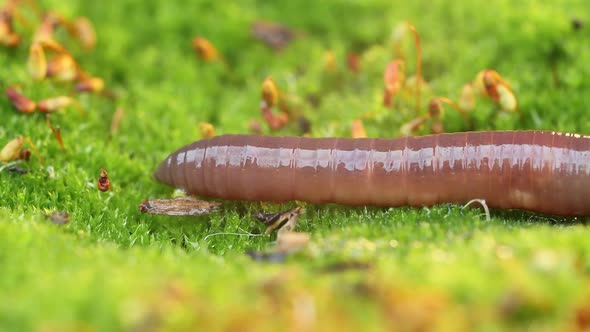 An Earthworm is a Terrestrial Invertebrate That Belongs to the Class Clitellata