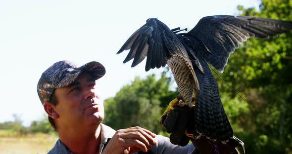 Falcon eagle perching on mans hand