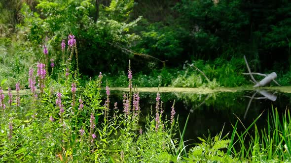 Beautiful Green Nature By the River with Blooming Pink Plants in Summer