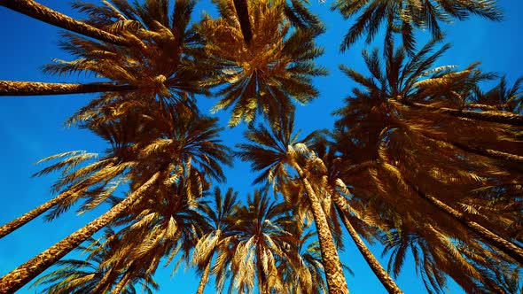 Palms at Blue Sky Background