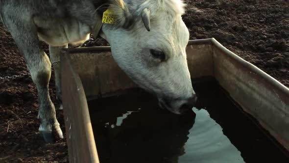 Grey heifer drinking water outside