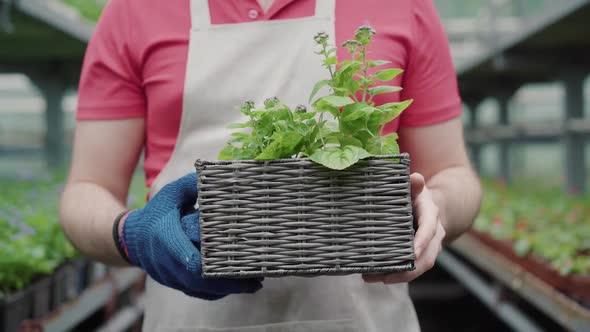 Unrecognizable Male Worker Walking with Flower Box in Greenhouse. Mid-adult Caucasian Man in Apron