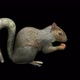 Squirrel eating nut - VideoHive Item for Sale