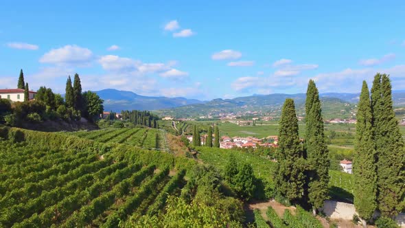 Flight Over The Vineyard