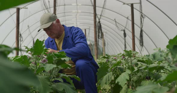 Mature man working on farm