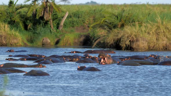 The African Hippopotamus is in the Hippopotamus Pond Yawning