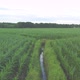 Green Corn Crop Fields on a Sunny Day Aerial Shot Fly Over with Drone - VideoHive Item for Sale