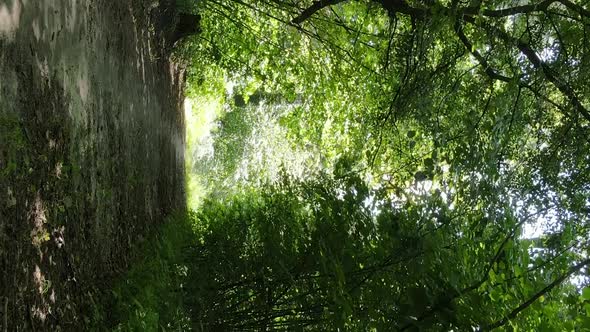 Vertical Video of a Summer Beautiful Forest in the Afternoon