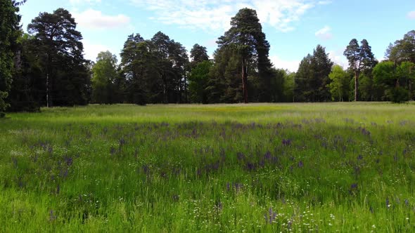 Low flying quadrocopter over a field with green grass, purple blooming flowers