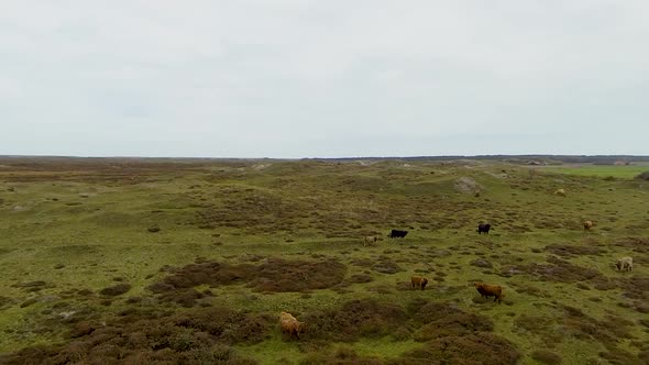 Highlanders filmed from the sky in the dunes on the island Texel