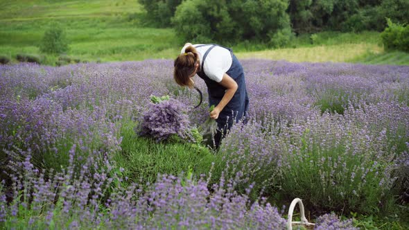 Wide Shot of Woman Cutting Lavender Flowers on Spring Summer Field