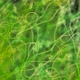 Green Algae of the Cyanobacteria Oscillatoria Under the Microscope, the Family Oscillatoriaceae - VideoHive Item for Sale