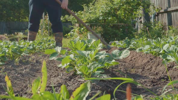 By Covering the Bed the Farmer Takes Care of the Soil for Better Growth and Development of