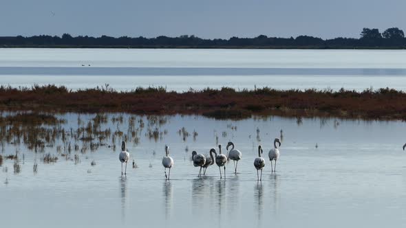 Group flamingos walking around the wetlands in Ethniko Parko Limnothalasson