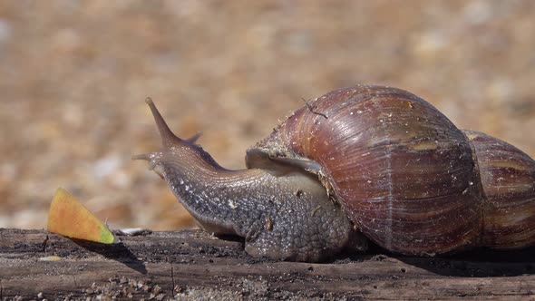 African Giant Snail Achatina Eating Apple Fruit