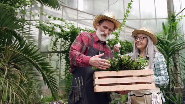 Couple in Hats and Workwears Working with Flowerpots and Sprayer in Beautiful Greenhouse