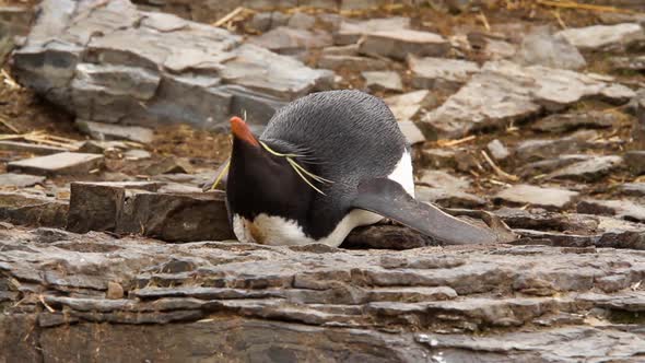 Rock Hopper Penguins Shot In The Falkland Islands