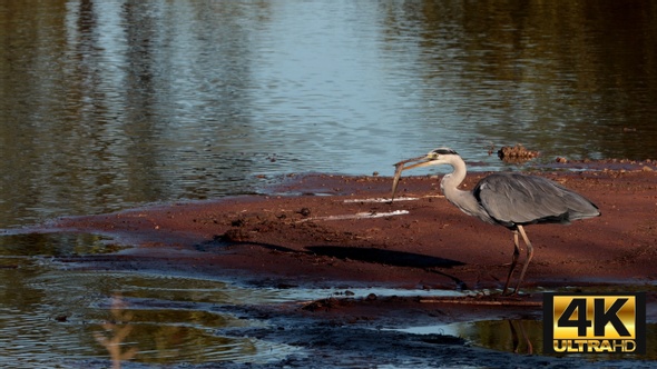 Grey Heron Sunrise Fishing