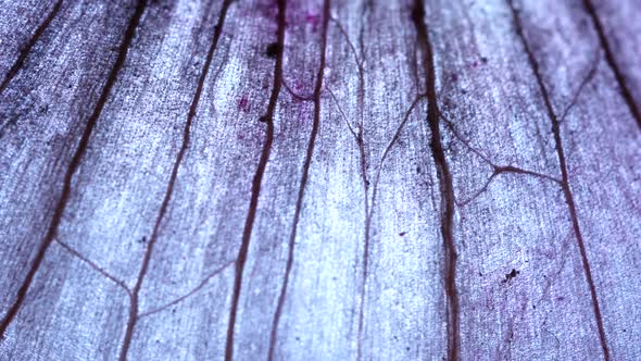 Tissue Microscopic Test