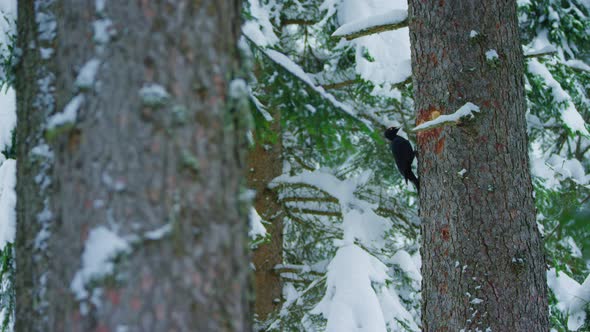 A black woodpecker is pecking a hole in the distance of a snowy alpine forest