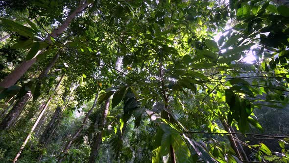 Panning the tropical rainforest