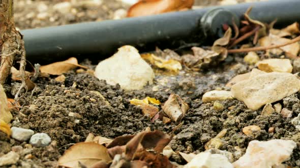 Water dripping from a pipe with drip irrigation