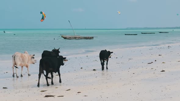 Herd of African Humpback Cows Walks on Sandy Tropical Beach By Ocean Zanzibar