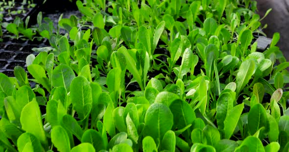 Lettuce Seedlings in a Greenhouse