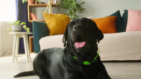 Black Labrador in Green Collar Lying on the Floor in Livingroom