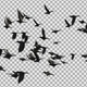 The Flock Of Crow Side 4 K - VideoHive Item for Sale