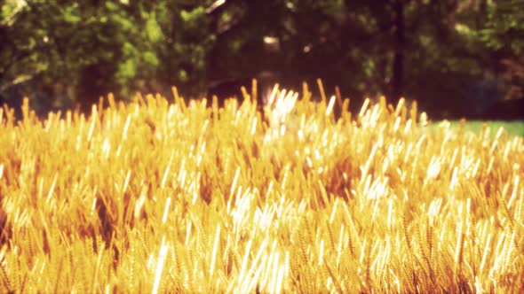 Scene of Sunset or Sunrise on the Field with Young Rye or Wheat in the Summer