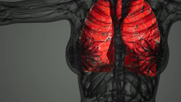 Science Anatomy Scan of Human Lungs