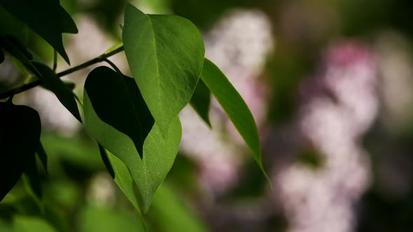 Common lilac - Syringa vulgaris, France