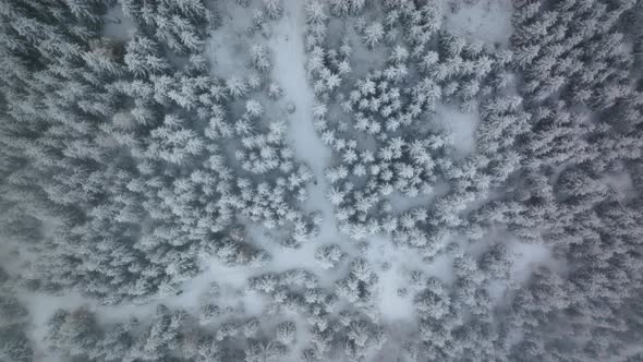 Drone Towards Man Ski Touring Through Snow Covered Forest