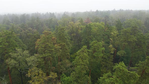 Fog in the Forest Aerial View