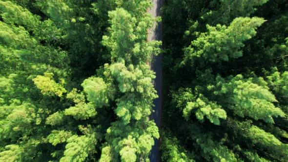 Drone flying over a beautiful pine trees