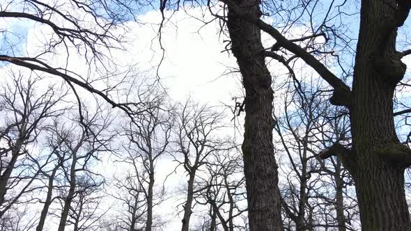 Aerial View of a Forest Without Leaves Slow Motion