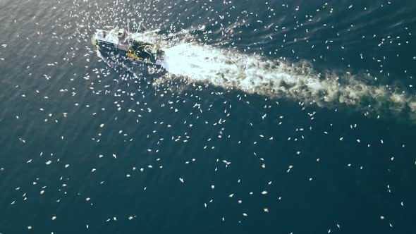 amazing drone shot of fisherman boat with seagulls