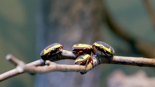 Group of yellow bugs with black pattern perched on wooden branch of tree,macro - Pachnoda Fissipunct