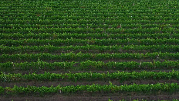 Aerial view to a rows from vineyards