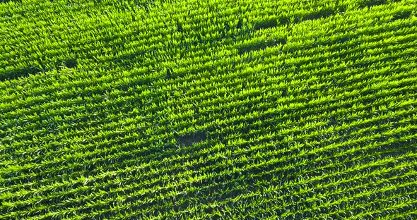 Green Corn Field From Above in Motion