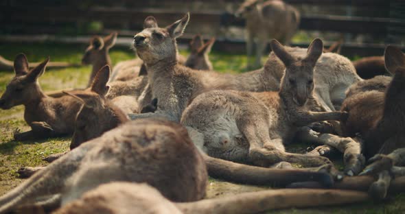 Group of eastern grey kangaroos lying on the grass, resting. BMPCC 4K
