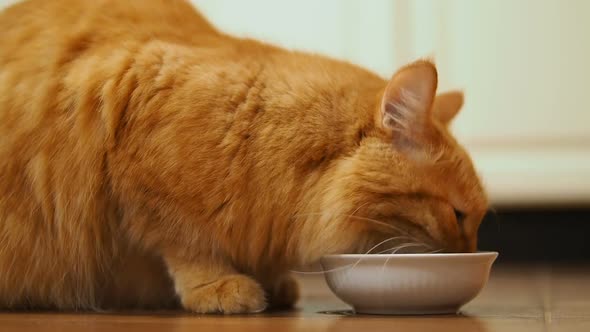 Cute Ginger Cat Sitting on Floor and Eating Cat Food From Its White Bowl. Fluffy Pet in Cozy Home.