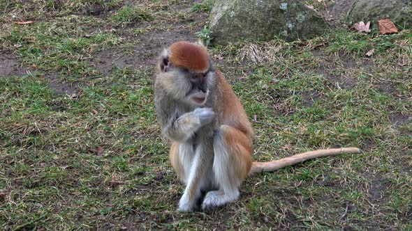 The patas monkey (Erythrocebus patas), also known as the wadi monkey or hussar monkey