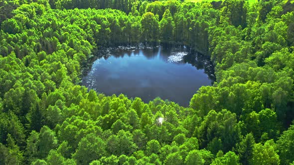 Amazing green forest and river in summer.