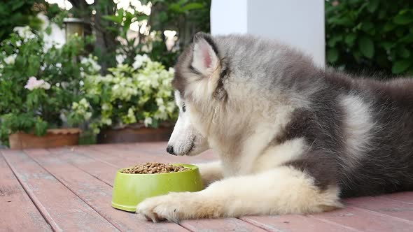 Close Up Of Siberian Husky Dog Eating Food In A Bowl On Wooden Floor