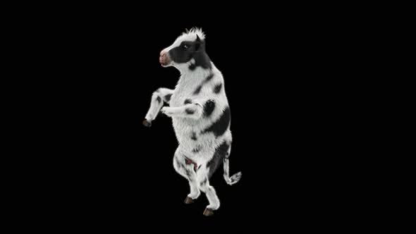 Cow Dance HD